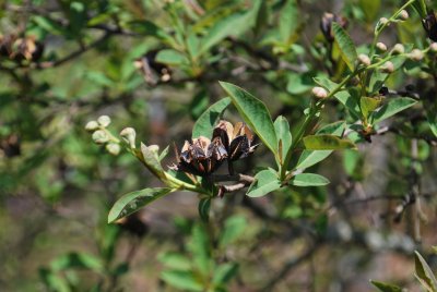 Exochorda racemosa - hroznovec hroznatý - pupeny květů